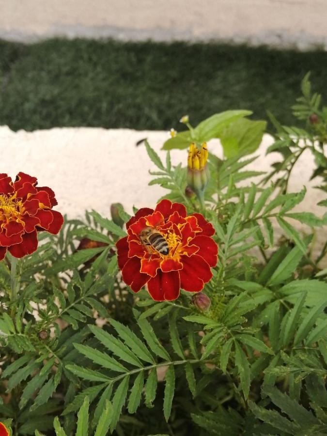 Lisaneli Otel Mestia Dış mekan fotoğraf